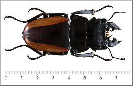 Odontolabis stephensi