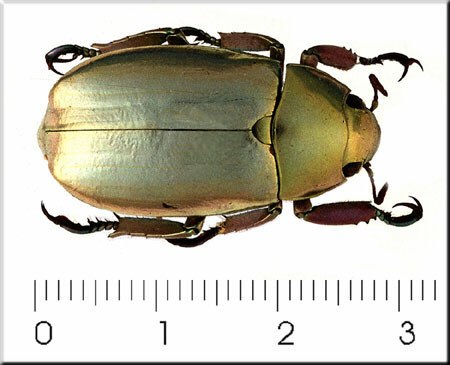 Plusiotis argenteola Bates