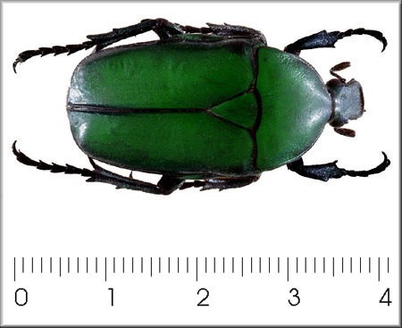Rhomborrhina splendida