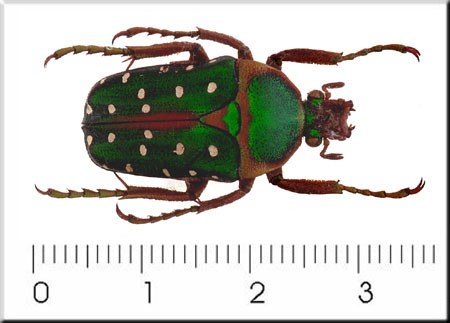 Stephanorrhina guttata Olivier