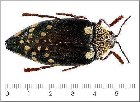 Sternocera boucardi