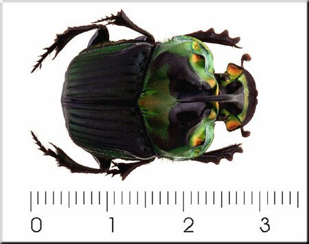 Sulcophanaeus imperator Cheur. (maschio)