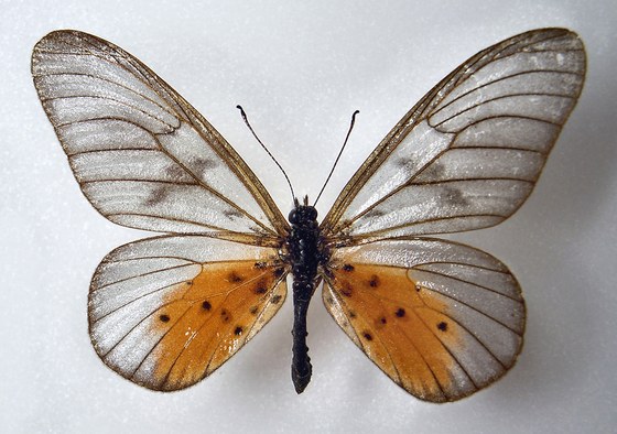 Acraea pentapolis