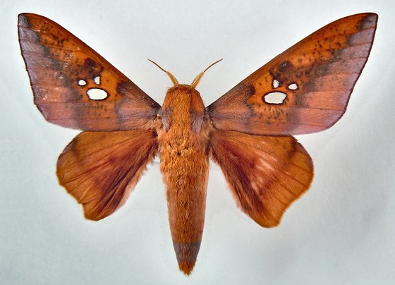 Adelowalkeria plateada