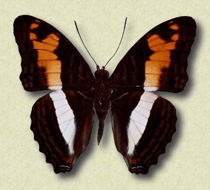 Adelpha plylaca Bates
