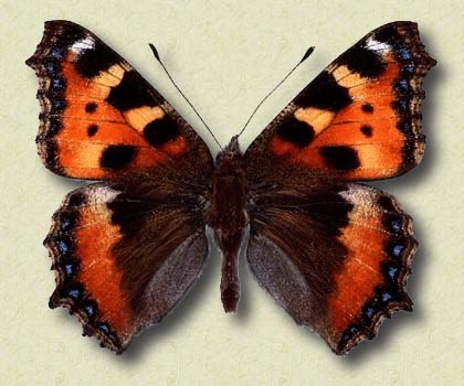 Aglais urticae L.
