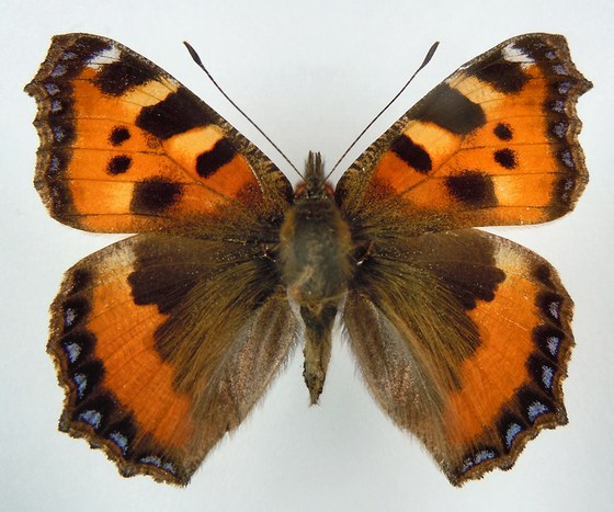 Aglais urticae