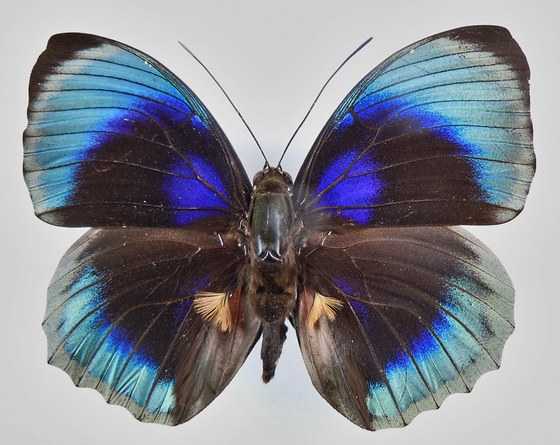 Agrias beata staudingeri