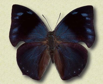 Anaea basilia Cr.