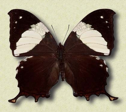 Anaea clytemnestra Cr.