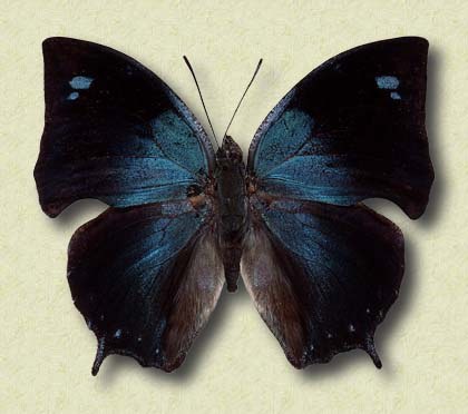 Ananea (morvus) philumena Dbldy.