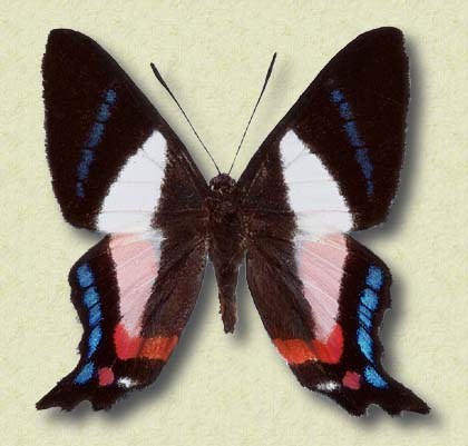 Ancyluris formosissima Hew. v.