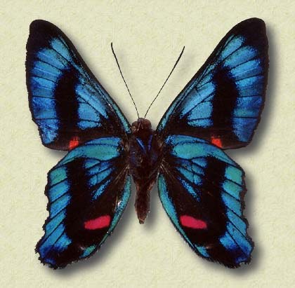 Ancyluris heliboeus Fab. v.