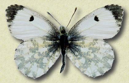 Anthocharis cardamines L. (f)