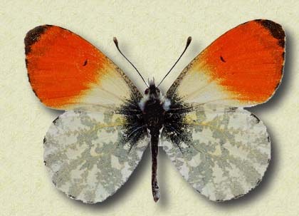 Anthocharis cardamines L. (m)