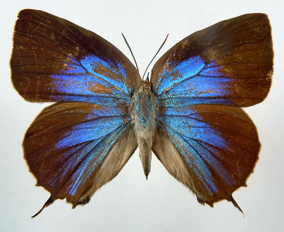 Arhopala araxes
