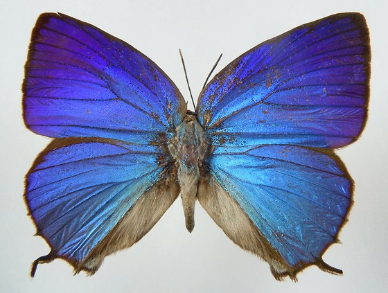Arhopala sp.
