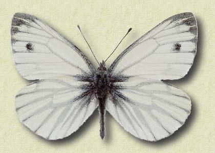 Artogeia napi L.