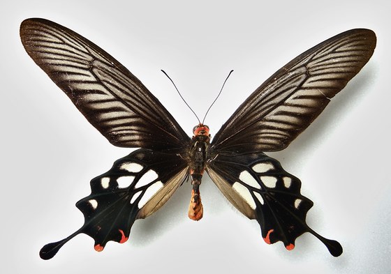 Atrophaneura coon