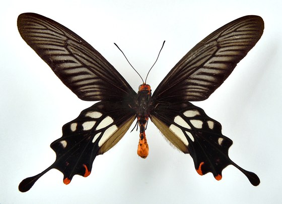 Atrophaneura coon