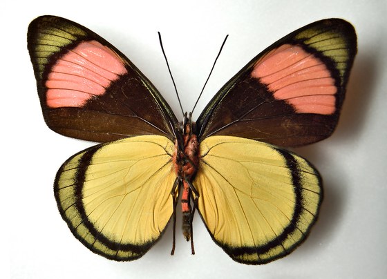 Batesia hypochlora