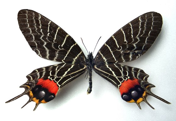 Bhutanitis lidderdalii