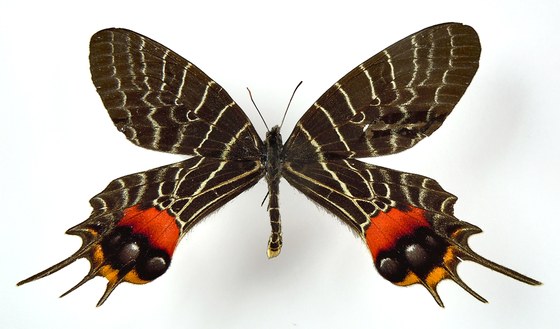 Bhutanitis lidderdalii