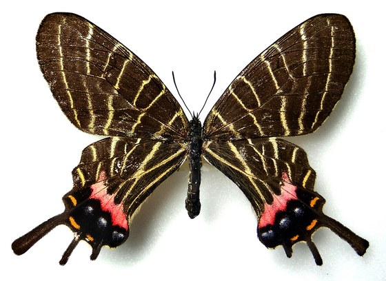 Bhutanitis thaidina