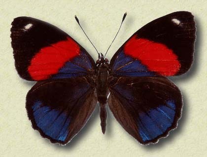 Callicore hystaspes Fab.