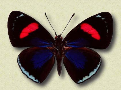 Catacore kolima Hew. v.