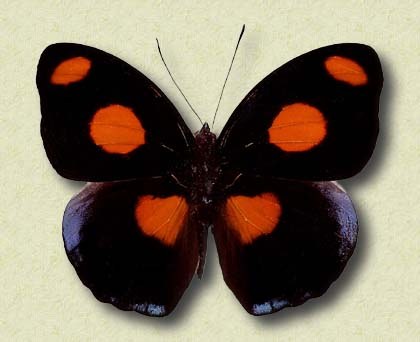 Catonephele numilia Cr.