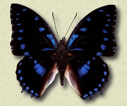 Charaxes ameliae doumet