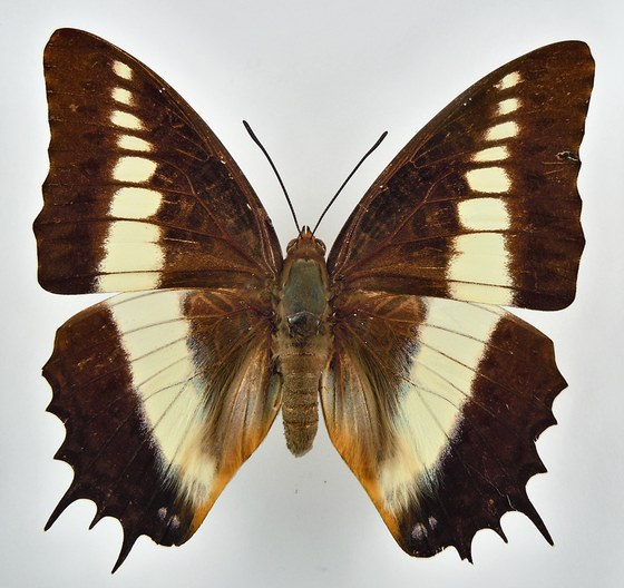 Charaxes brutus augustus
