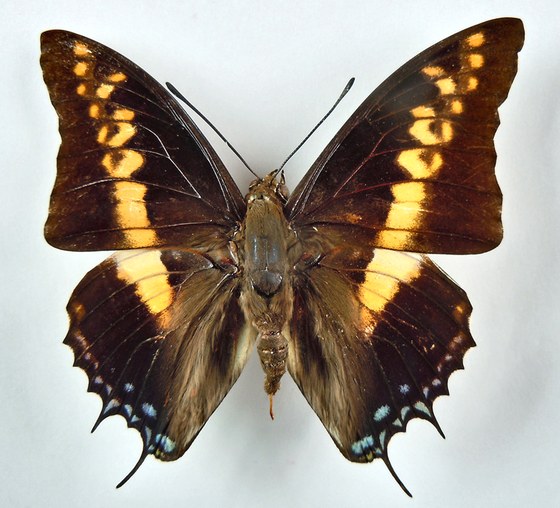Charaxes castor