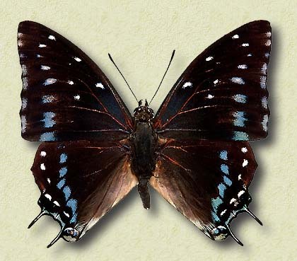 Charaxes etesipe Godt. v.