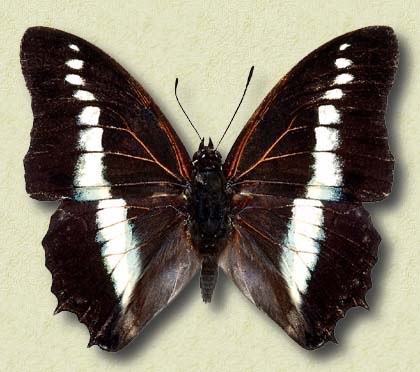 Charaxes hidelbrandti Dew.