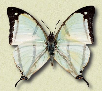 Charaxes kahldeni Homeyer & Dewitz v.