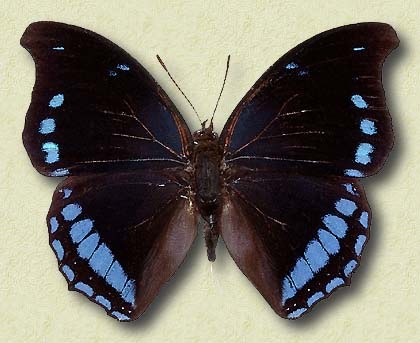 Charaxes laodice Dry.