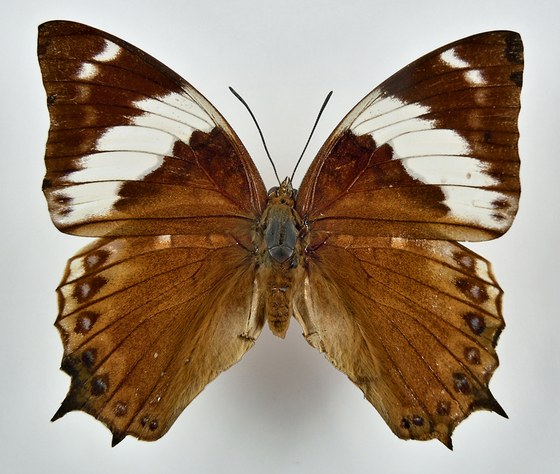 Charaxes monteiri f.