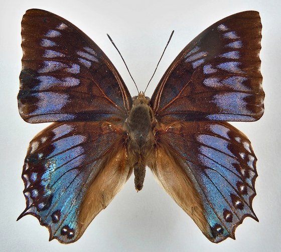 Charaxes monteiri m.