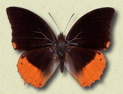 Charaxes protoclea Feisth.
