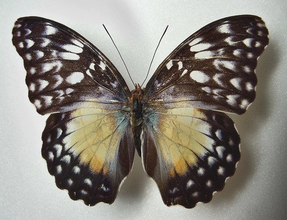 Cymothoe beckeri