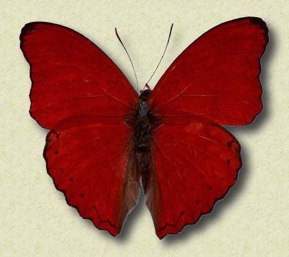 Cymothoe coccinata Hew.
