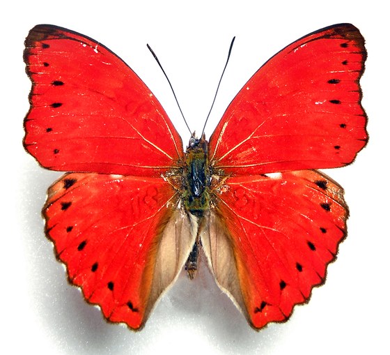 Cymothoe coccinata