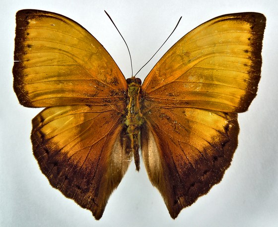 Cymothoe lurida