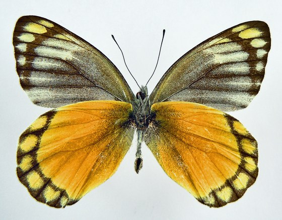 Delias malusina