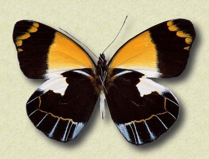 Delias niepelti ribbe v. (sotto)