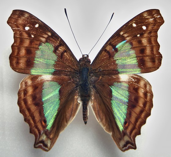 Doxocopa cherubina