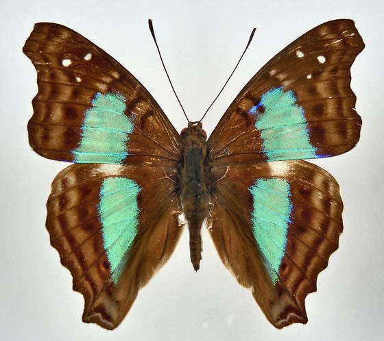 Doxocopa cherubina