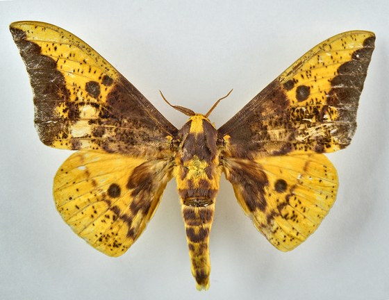 Eacles imparialis cacicus